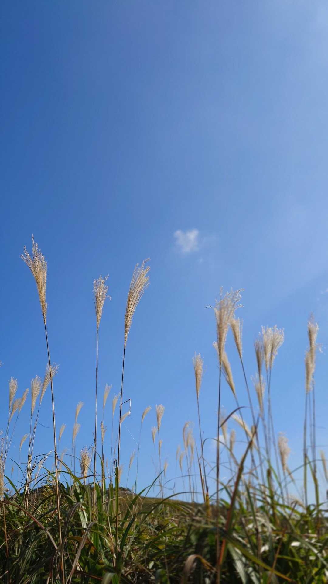 青空に映える

ススキ✨️✨️✨️
