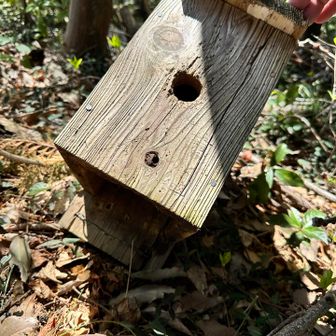 一年前の優しさの足りない巣箱が、

地上に置いてありました

野鳥には不評だったようです