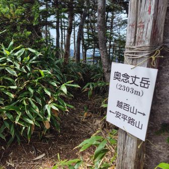 越百から戻って奥念丈
写真奥の安平路山へのルートは藪

いつか駒ヶ岳から安平路までの中央アルプス歩き切ってみたい😌