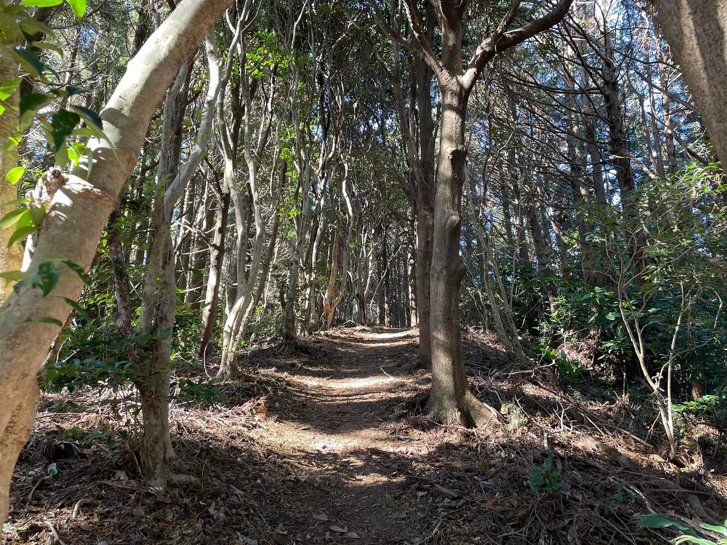 白木峠-十坊山 往復コースの写真