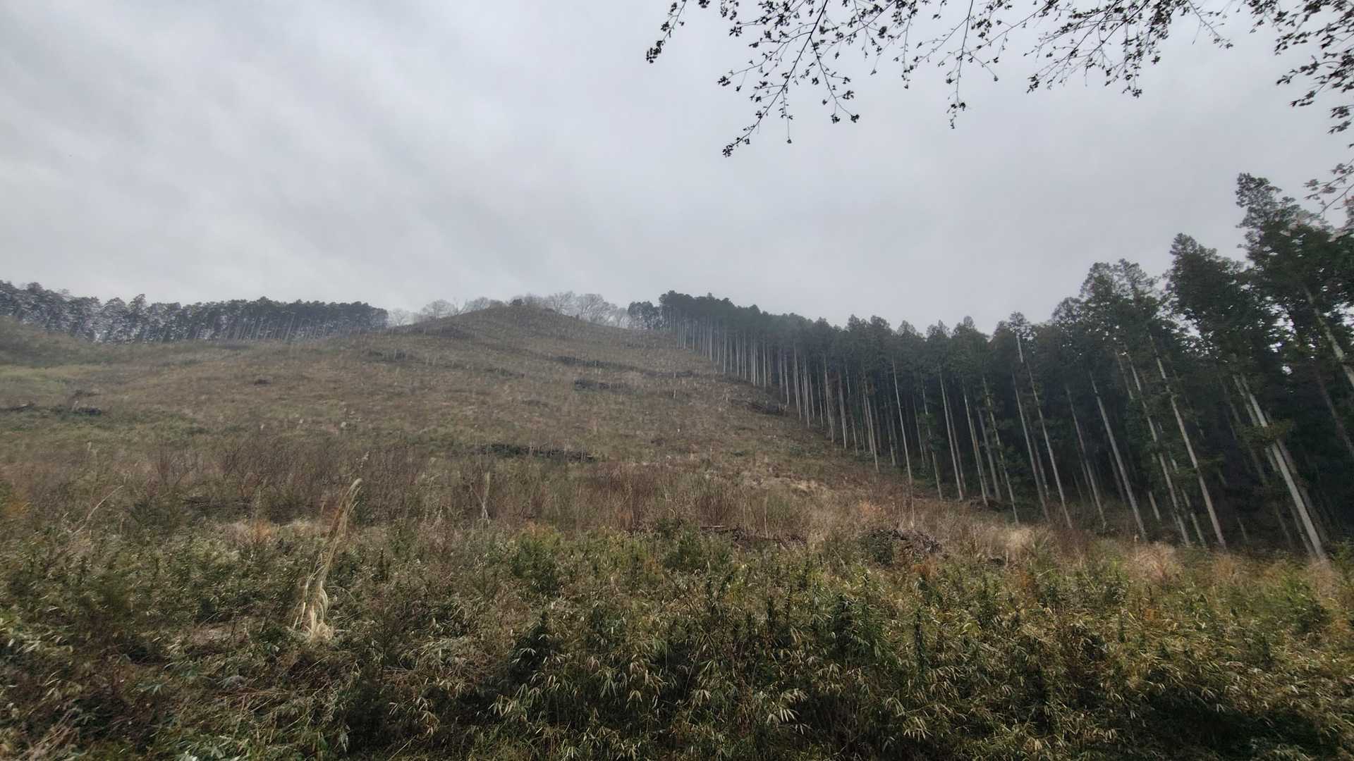 車道脇から振り返ると、城山の山頂へ続く斜面が見えます。