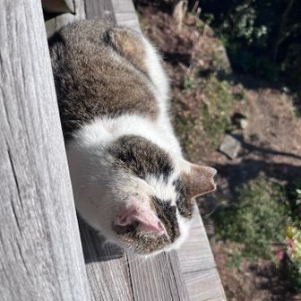 柵の外💦落ちない猫🐈🤭🈴合格祈願に‼️