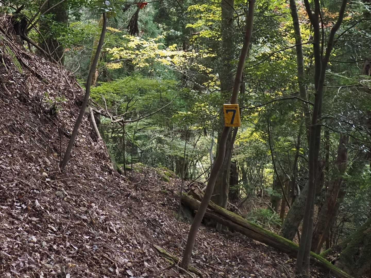 安心の7番👍
