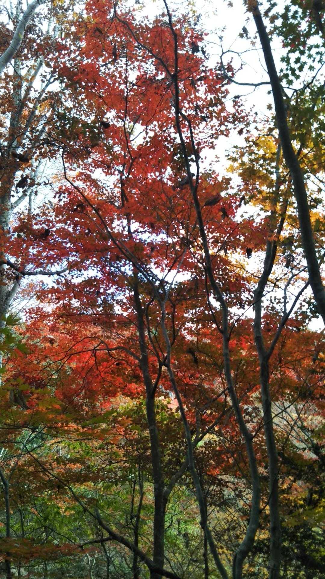 塔原バス停-枇杷平-葛城山 往復コースの写真