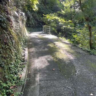 急坂の苔は濡れているととても良く滑ります。