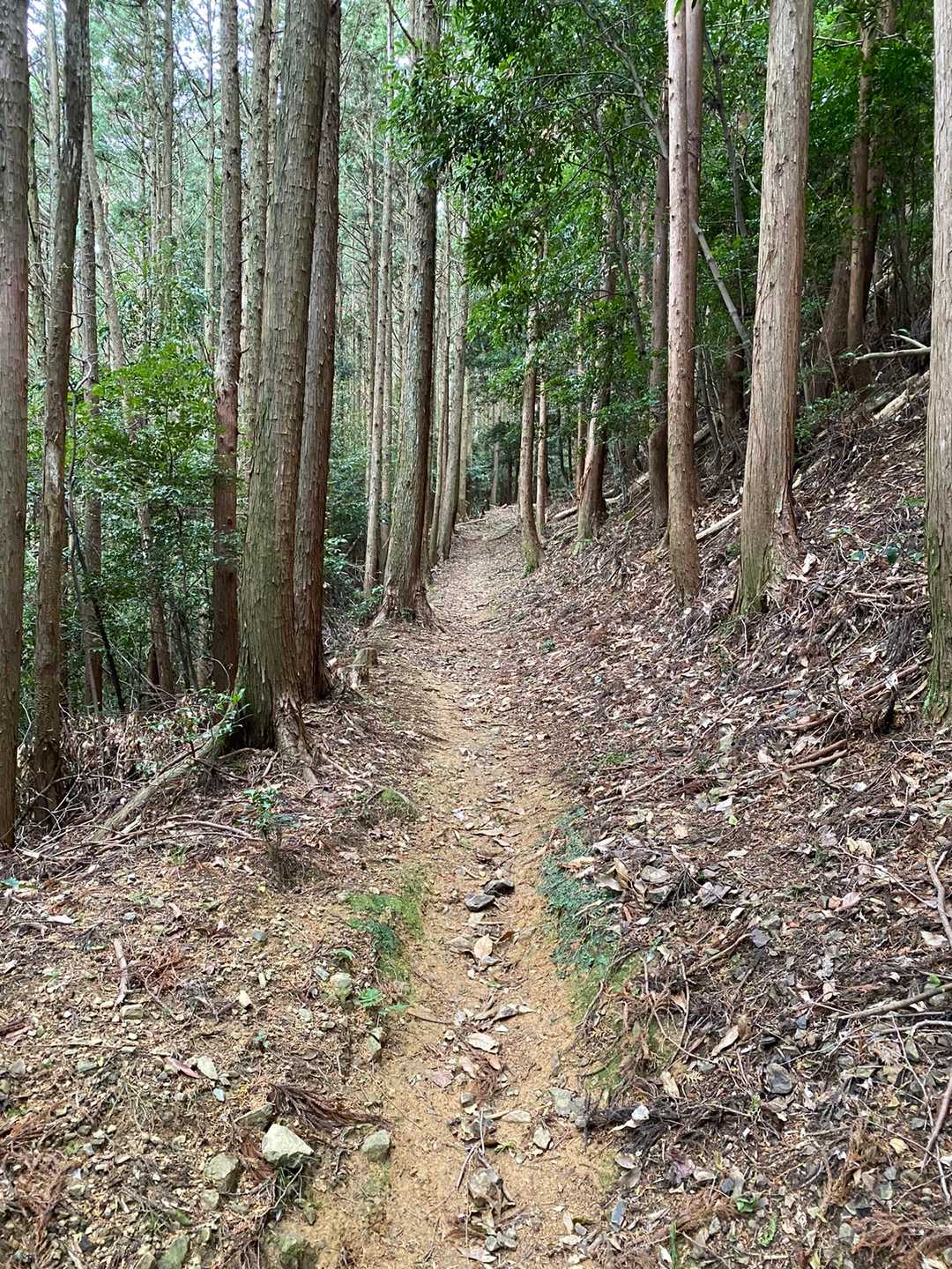 国束山 往復コースの写真