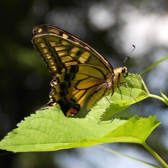 日光浴中のキアゲハ🦋
あなたに逢えた、それだけでよかった。

ヨツバヒヨドリがほとんど枯れていたので、アサギマダラを見るにはもう少し早い時期に訪れた方が良さそうです。