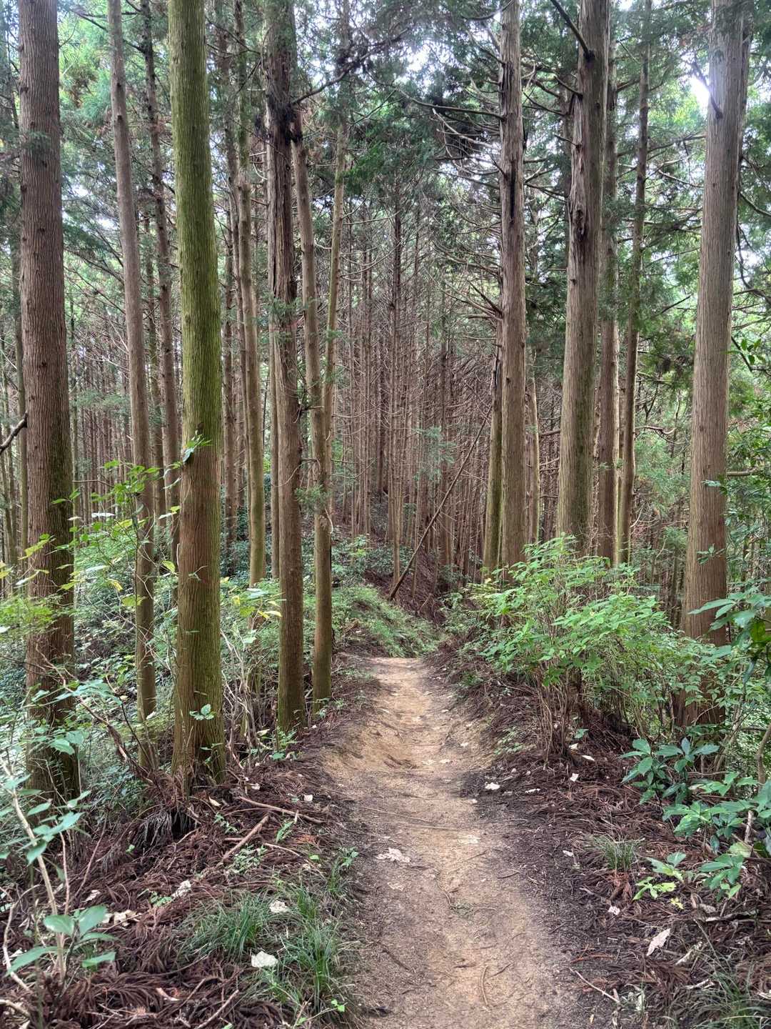 水越峠登山口-金剛山 往復コースの写真