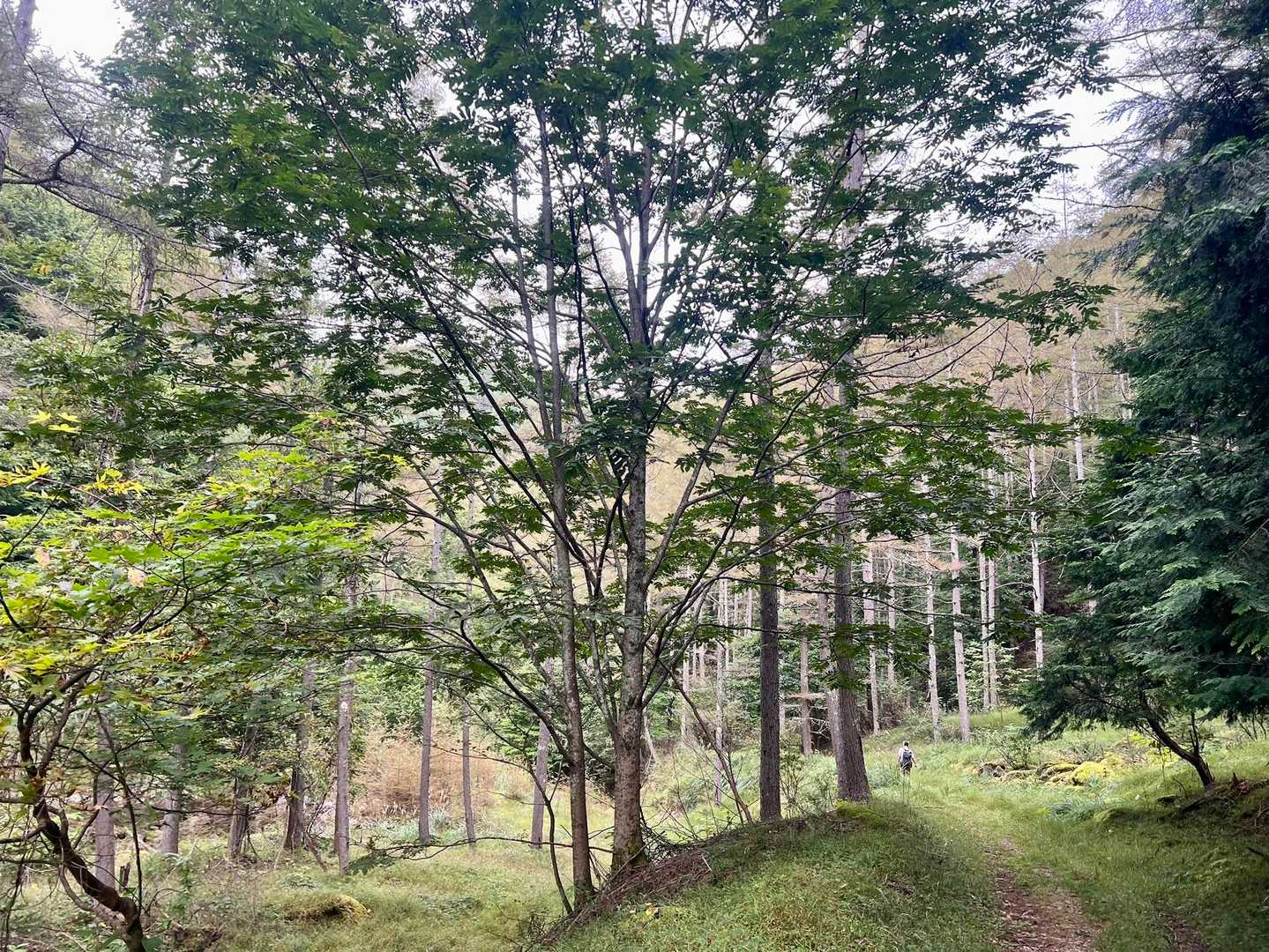 ホント気持ちいい登山道です！