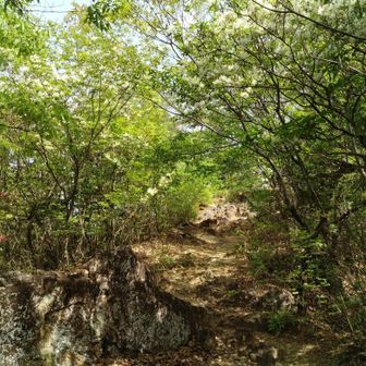 もみじ駐車場から先、やっと登山道らしくなります。アオダモの糸状の白い花が良く咲いていました。バットの材料になると、通りかかった方が教えてくれました。