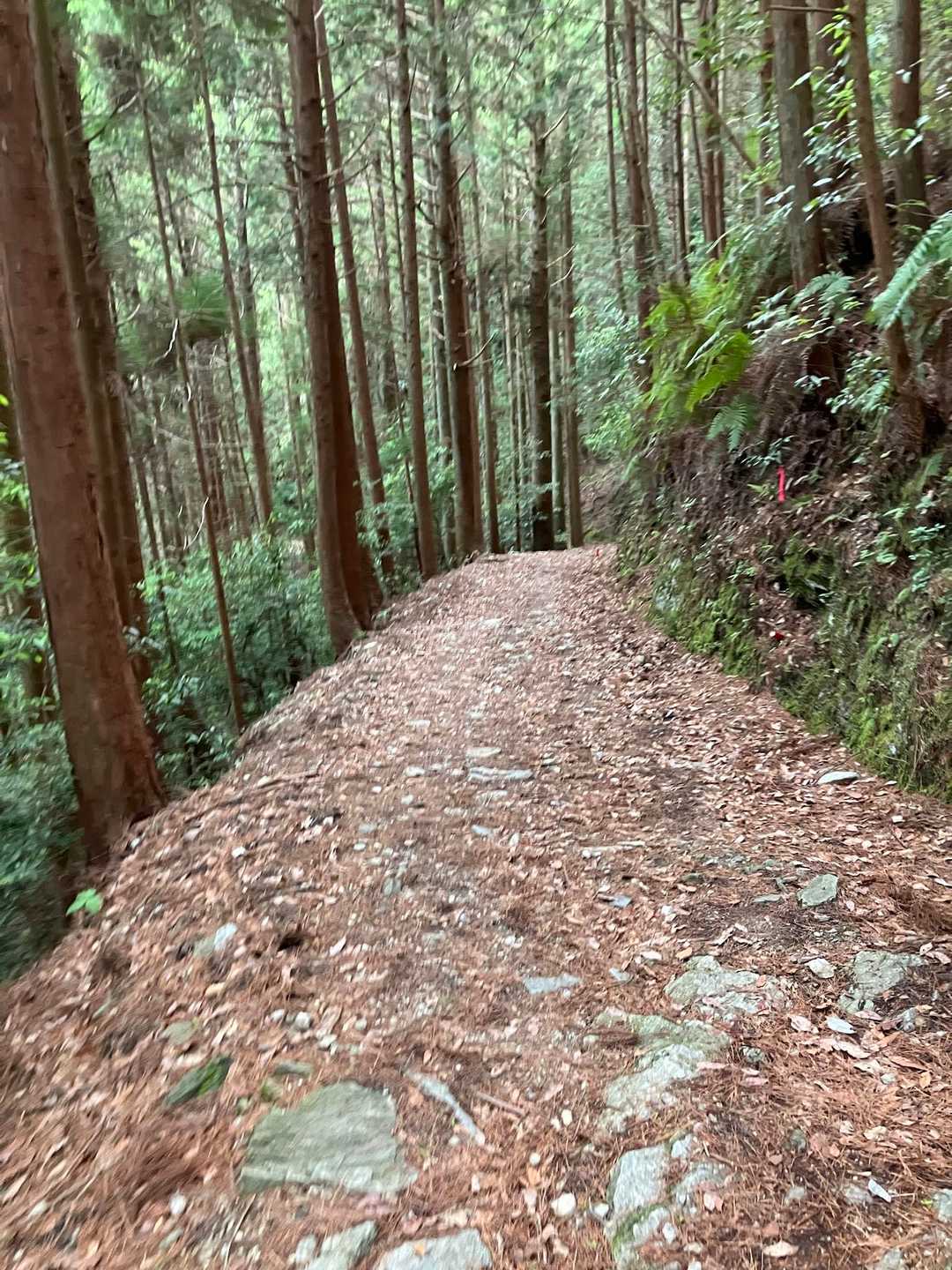 鍋岩までの登山道はゆるやかな傾斜で降りやすい。