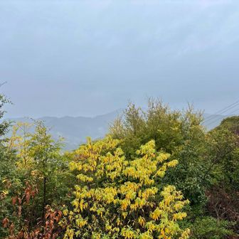 煙ってます(°д° )