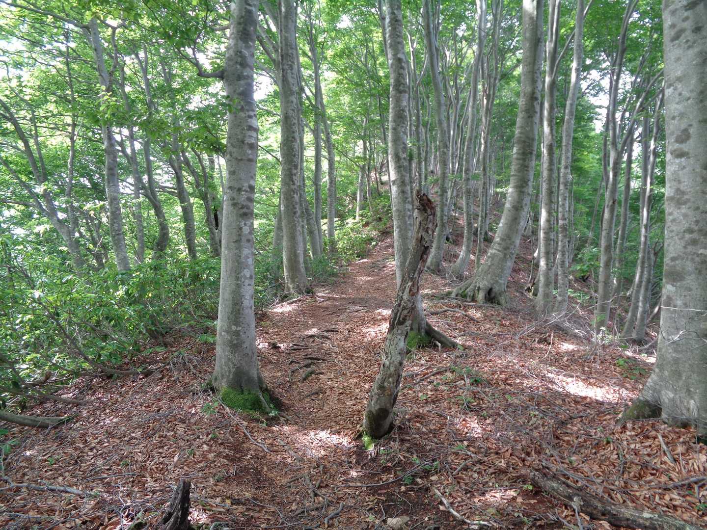 第二登山口-足谷山-菅谷峠-ホノケ山-高頭山 周回コースの写真
