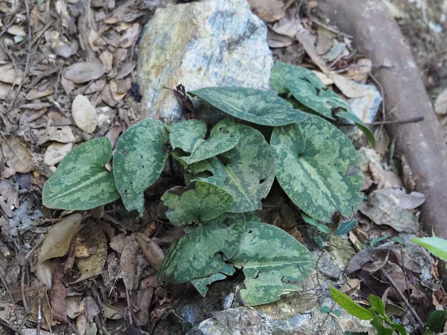 花はまだ