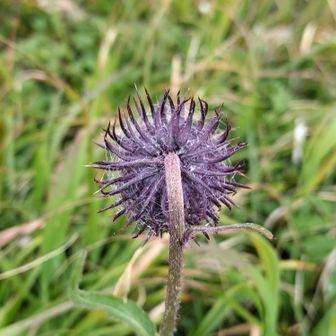 アザミの後頭部