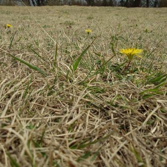 頂上は広い草地