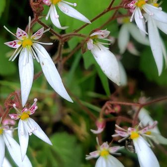 ユキノシタ