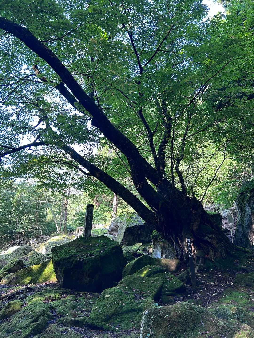 苔だらけの異世界広がる！
そして大きな桜！
咲く頃に来たい