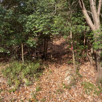 この後、ずっとのっけから急登でした。ここが1番しんどかったです。