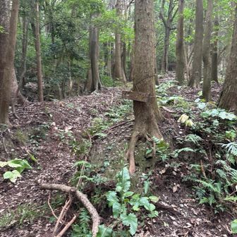 乙女峠の登山口に到着