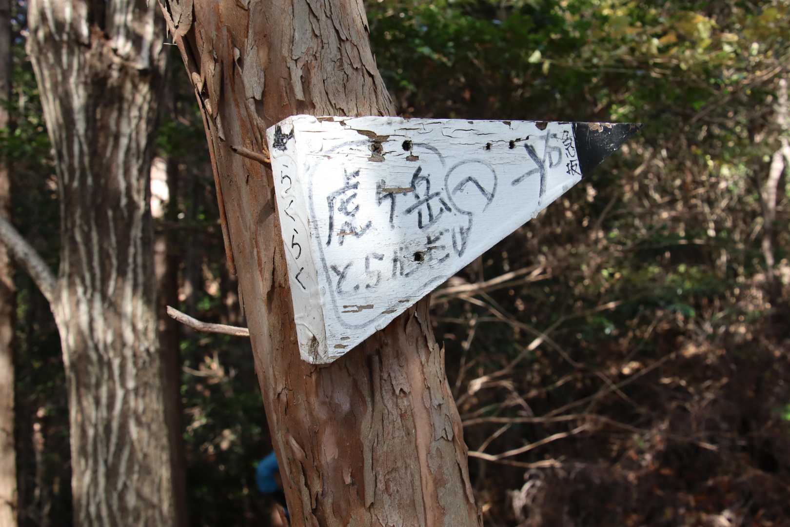 三番目の分岐
こちらもこの案内板に従い楽々コースの左側を歩みます