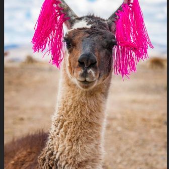 もう、リャマ🦙