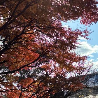 八幡宮へ降りました♪