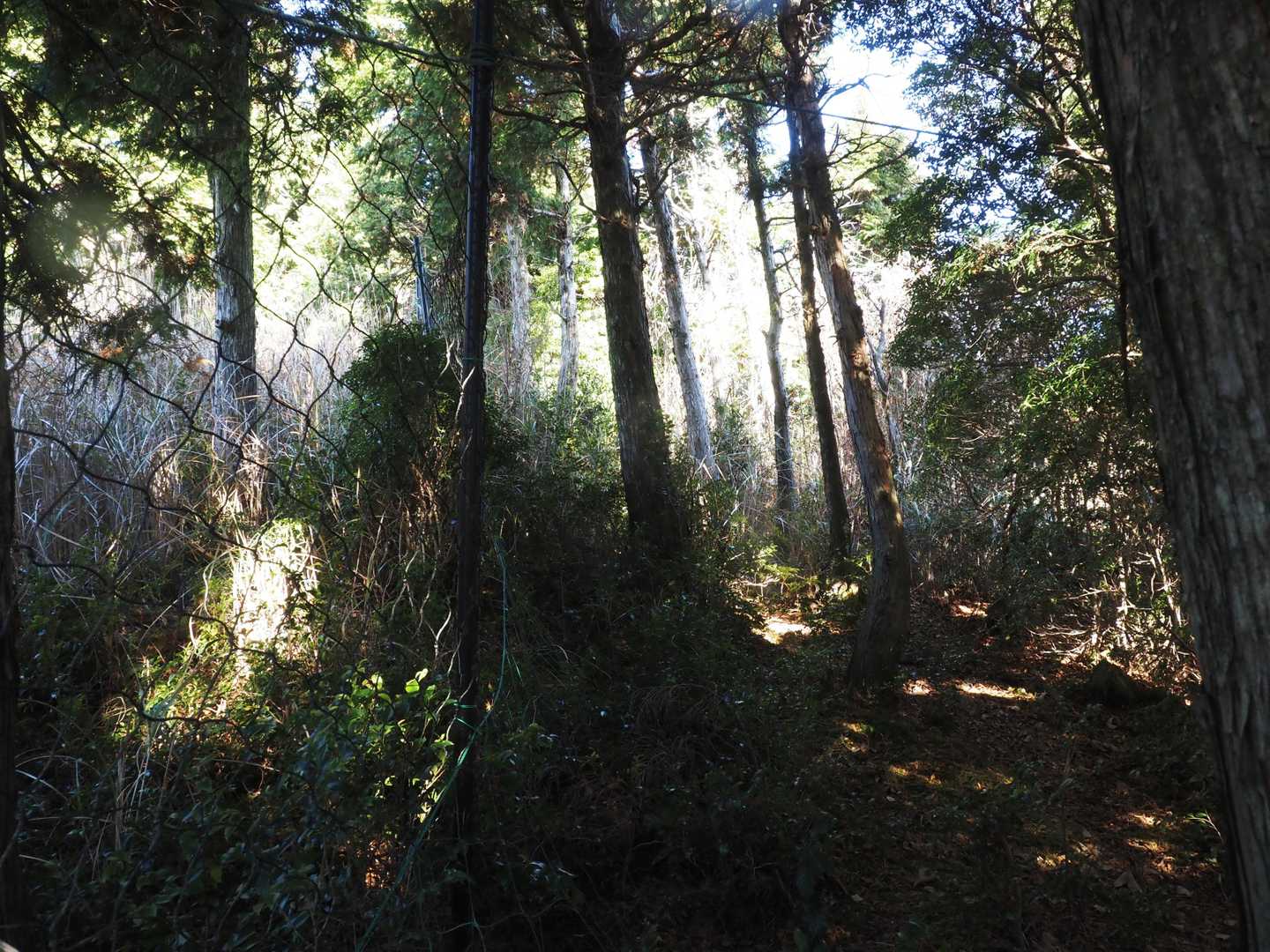 防鹿ネットが見えると山頂はすぐ