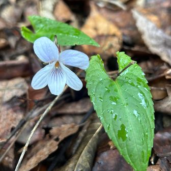 ナガバノスミレサイシン