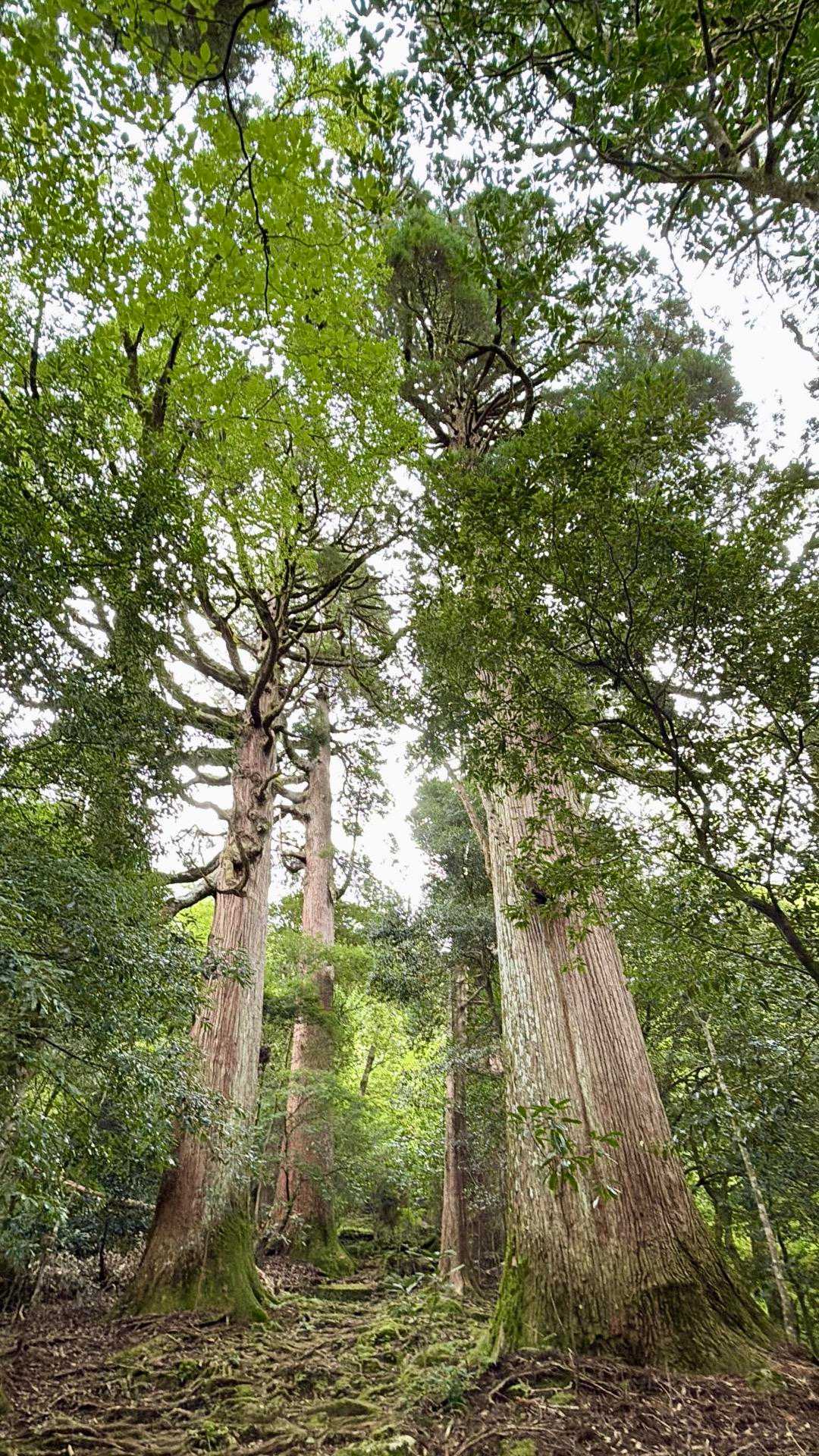 3合目登山口-夫婦杉-市房神社-市房山 往復コースの写真