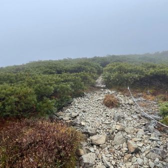 もうすぐ山頂かな