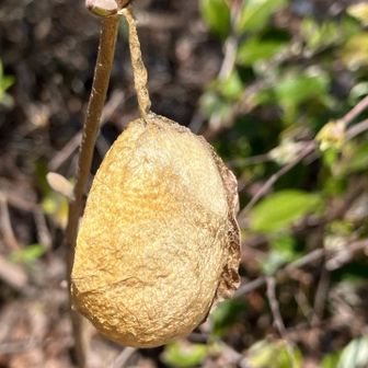 ぶら下がってる山繭😲
