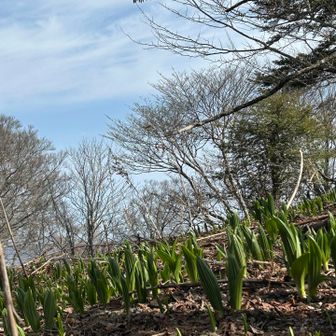 バイケイソウもニョキニョキ発芽中🌱
開花時期が楽しみ😊