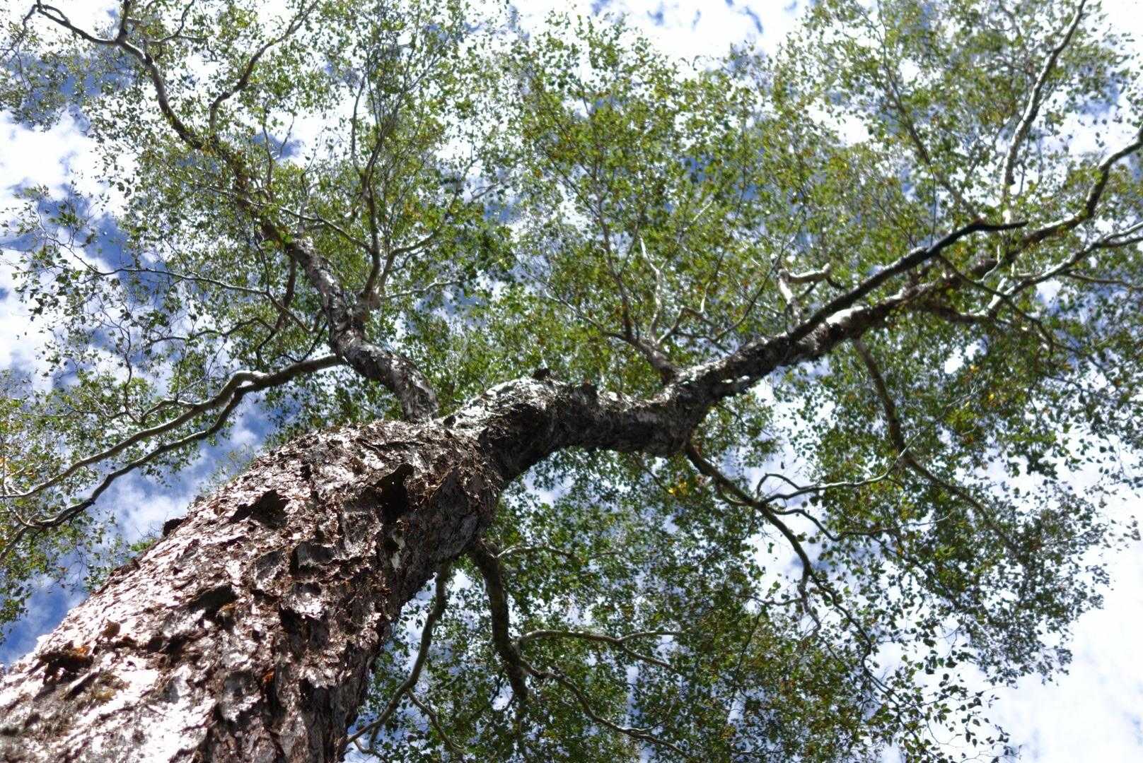 白樺の古木🌳
