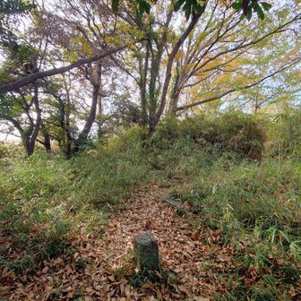 グレーピークの御伊勢山
特に眺望はありませんでした。