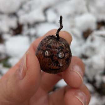 おととい帰ってきたと思ったら
今度は大雪で大喜びしてまた遊びに飛び出してっちゃってた人
その①

いい年したオジサンが〜😓
って
いい年して飛び出してっちゃう人は自分もか🤣
