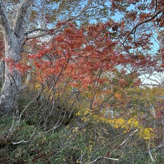 この寒さで紅葉も進んでます