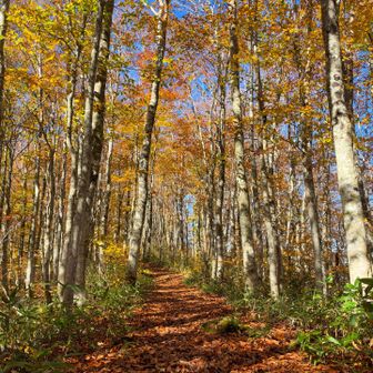 落ち葉の絨毯🍂