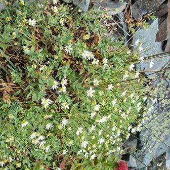 綺麗。貧困な語彙力と花の知識。