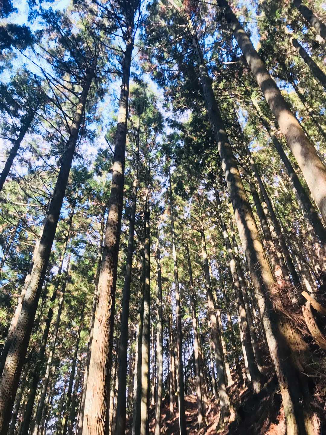 楢原山 往復コースの写真