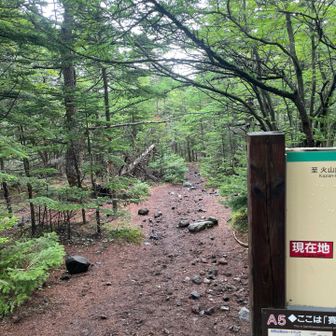 先ほどの分岐、今度はまっすぐ。