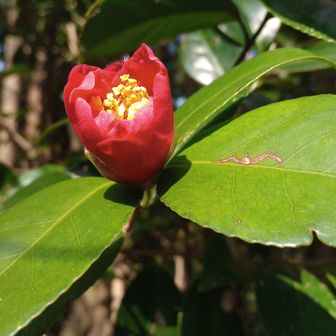 椿坂では、いろんな椿が咲くようですが今咲いてるのは何だか？