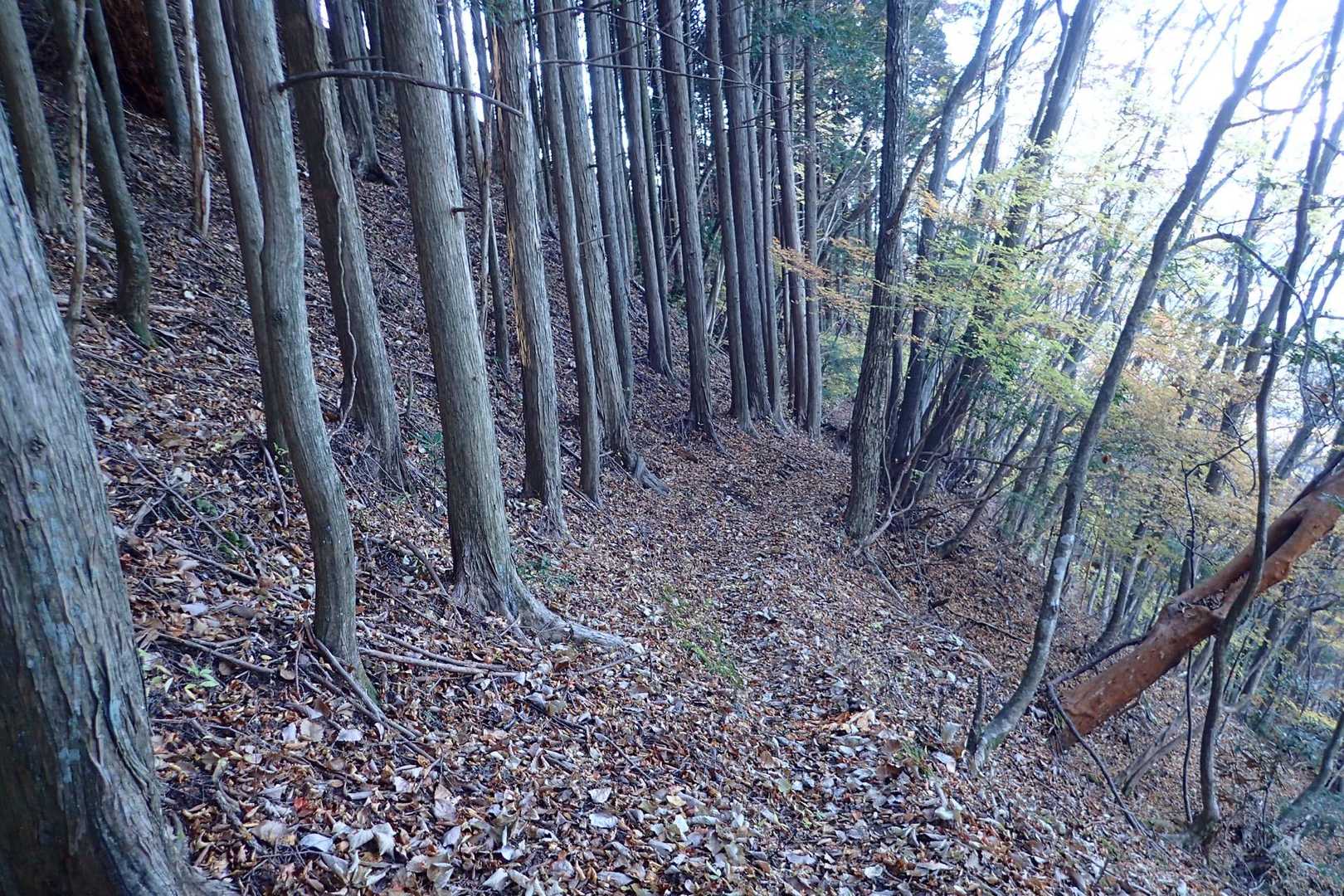 落ち葉🍂の絨毯❗️
聞こえはいいけど、歩きづらい😅