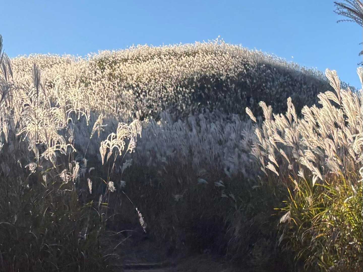 岩湧寺-いわわきの道・きゅうざかの道入口-岩湧山 往復コースの写真
