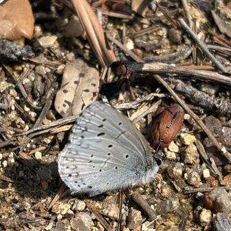 おまけ② ルリシジミっぽい