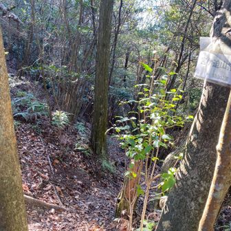 帰りは巻道を選択