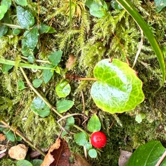 なんかの実🔴

ツルアリドオシの実だって!二つの花からひとつの実ができるので、とんがりが二つあると説明されてた