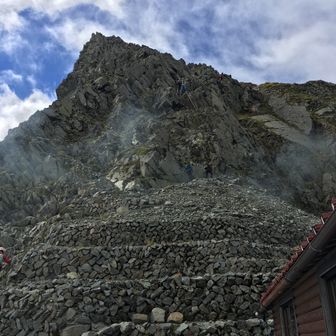 こけもも