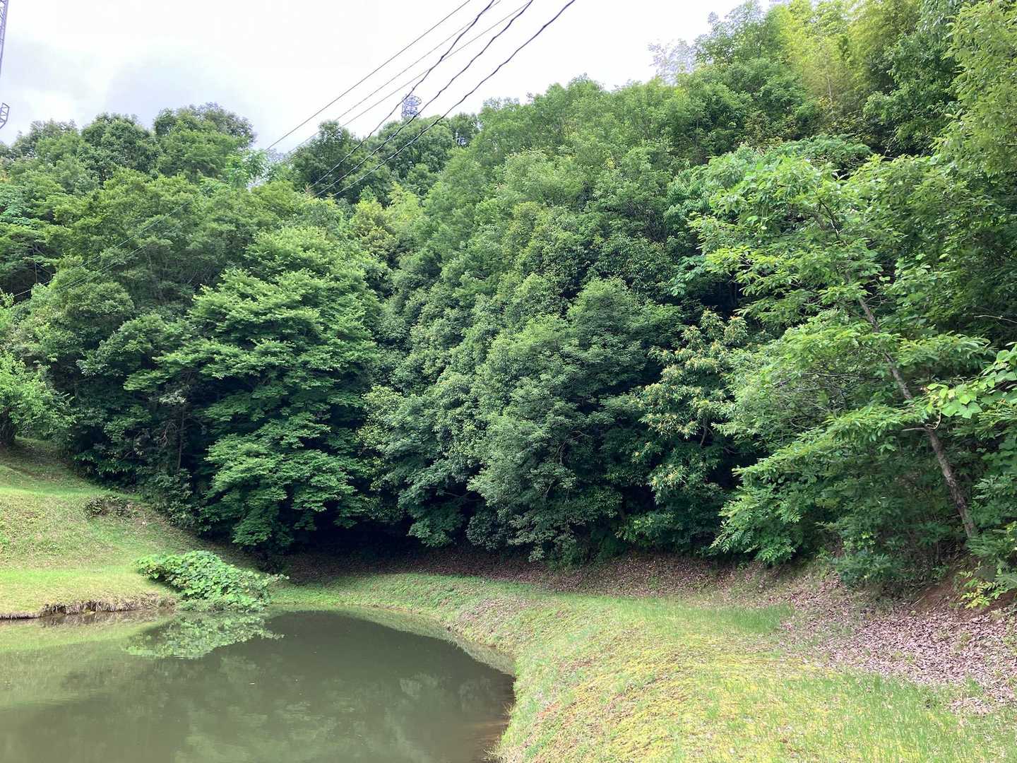 ため池の周りも綺麗に草が刈られてて、しっかり管理されてる印象🌱