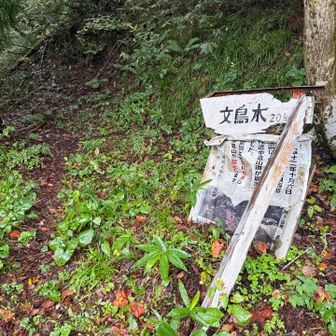 文鳥水尾根へ